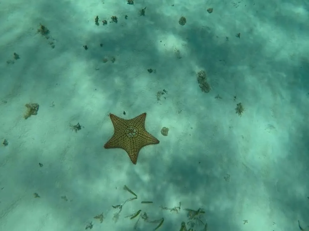 El Cielo Starfish