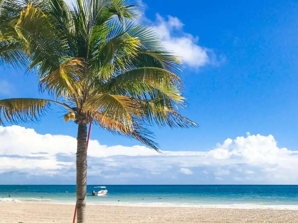A palm tree on Playa Maroma beach Riviera Maya