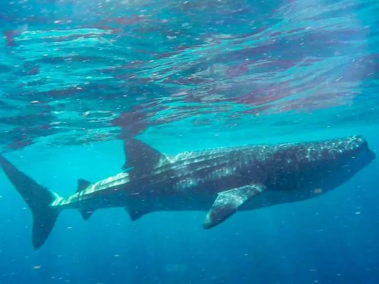 Whale shark underwater on a Holbox Whale Shark Snorkeling Tour