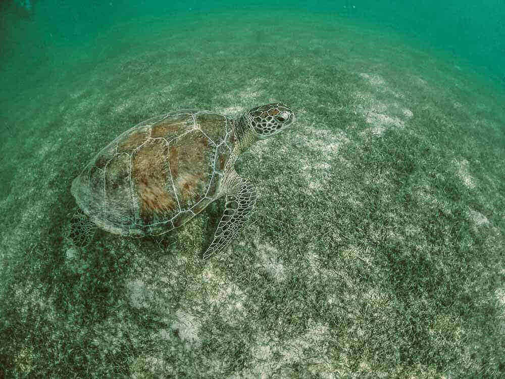 Sea Turtle in Akumal Mexico