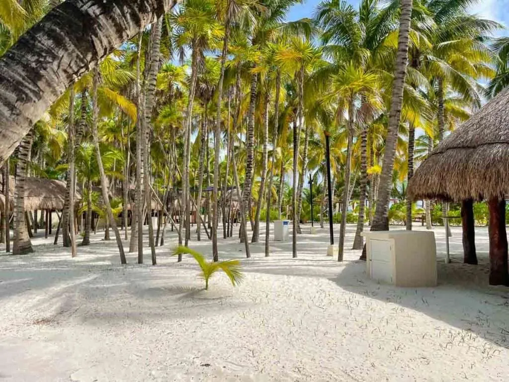Maroma Beach Club Palm Trees