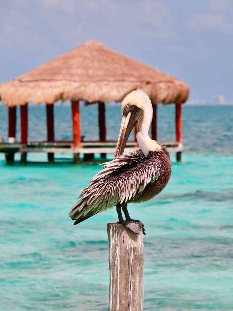 Puerto Morelos Pelican