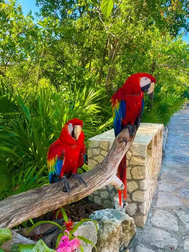 Xel Ha Parrots