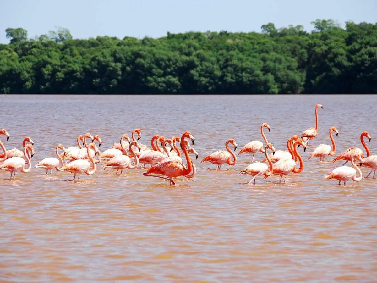 A flock of pink flamingos wading in a lagoon in Celestun Mexico