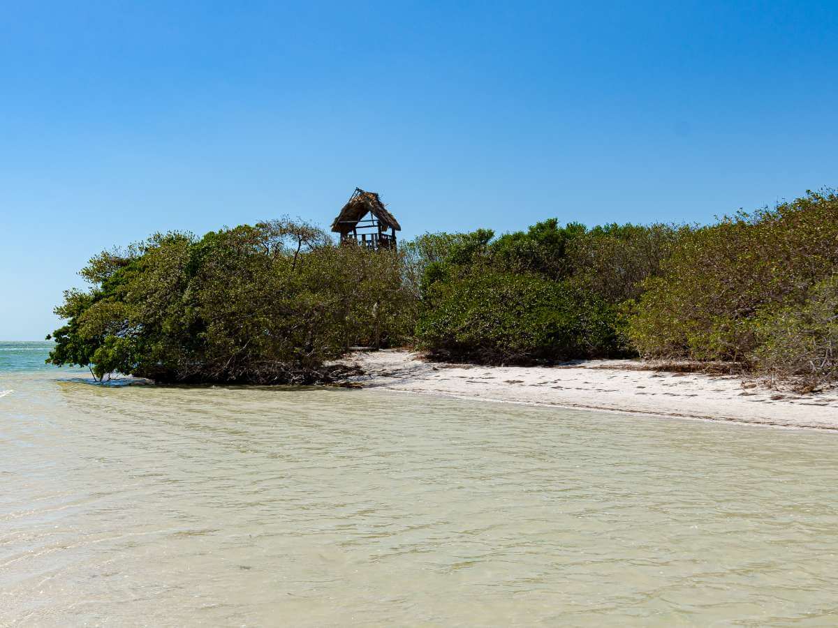 A beach with trees at Isla de la Pasion near Holbox Mexico
