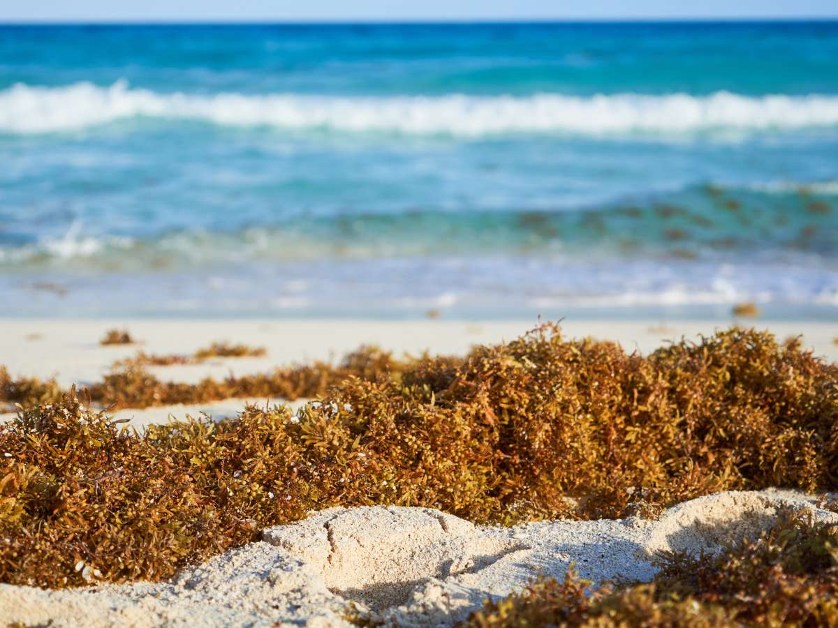 A pile of seaweed on the beaches in Cancun