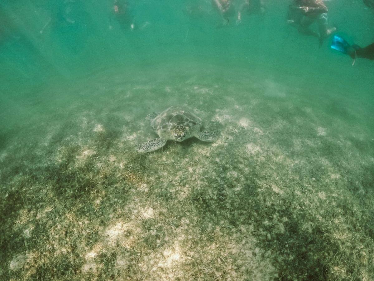 People snorkeling next to a sea turtle in Akumal Mexico