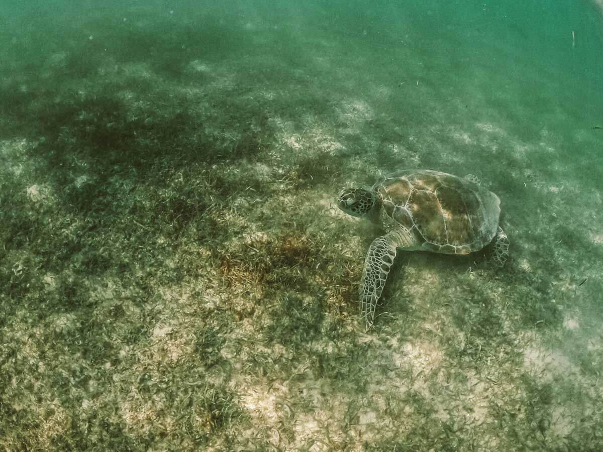 A sea turtle under the water in Akumal Mexico