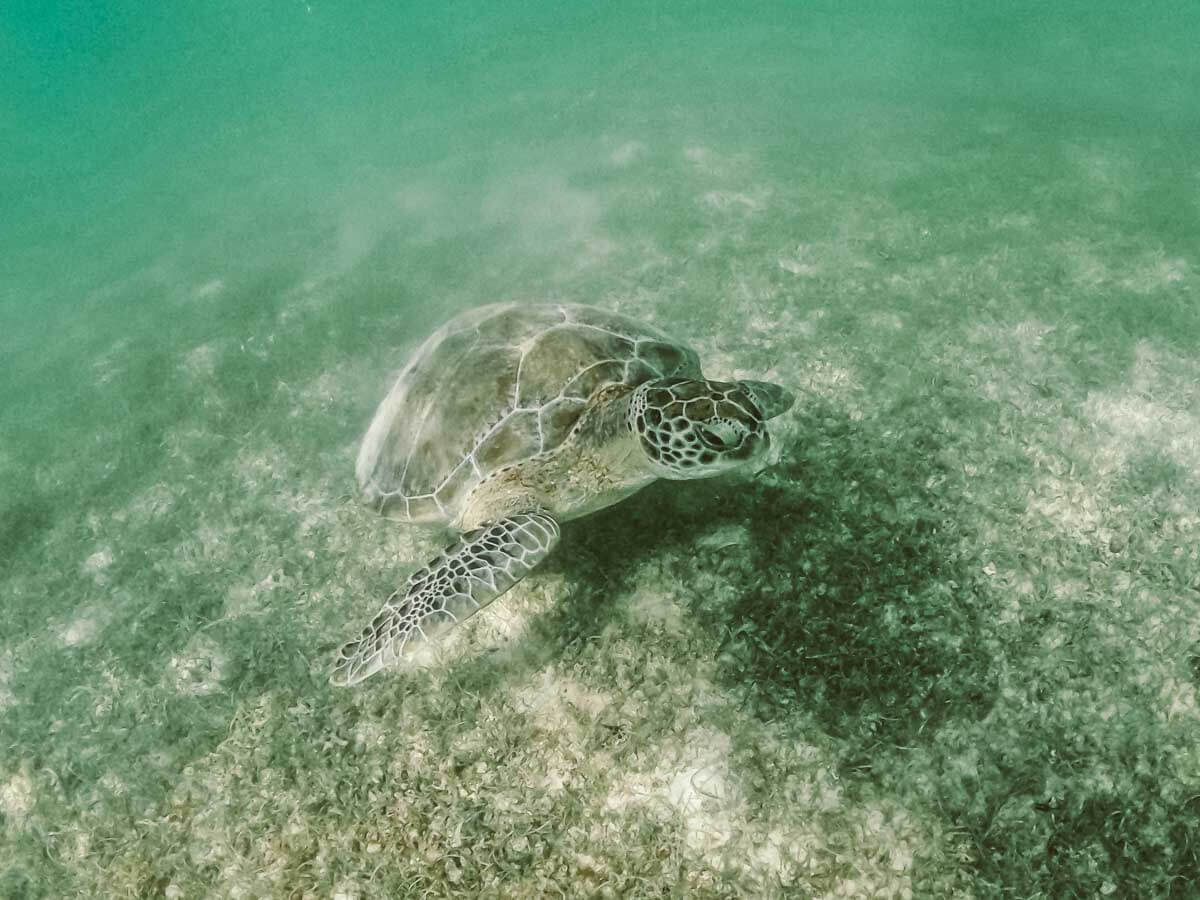 A sea turtle under the water in Akumal Mexico
