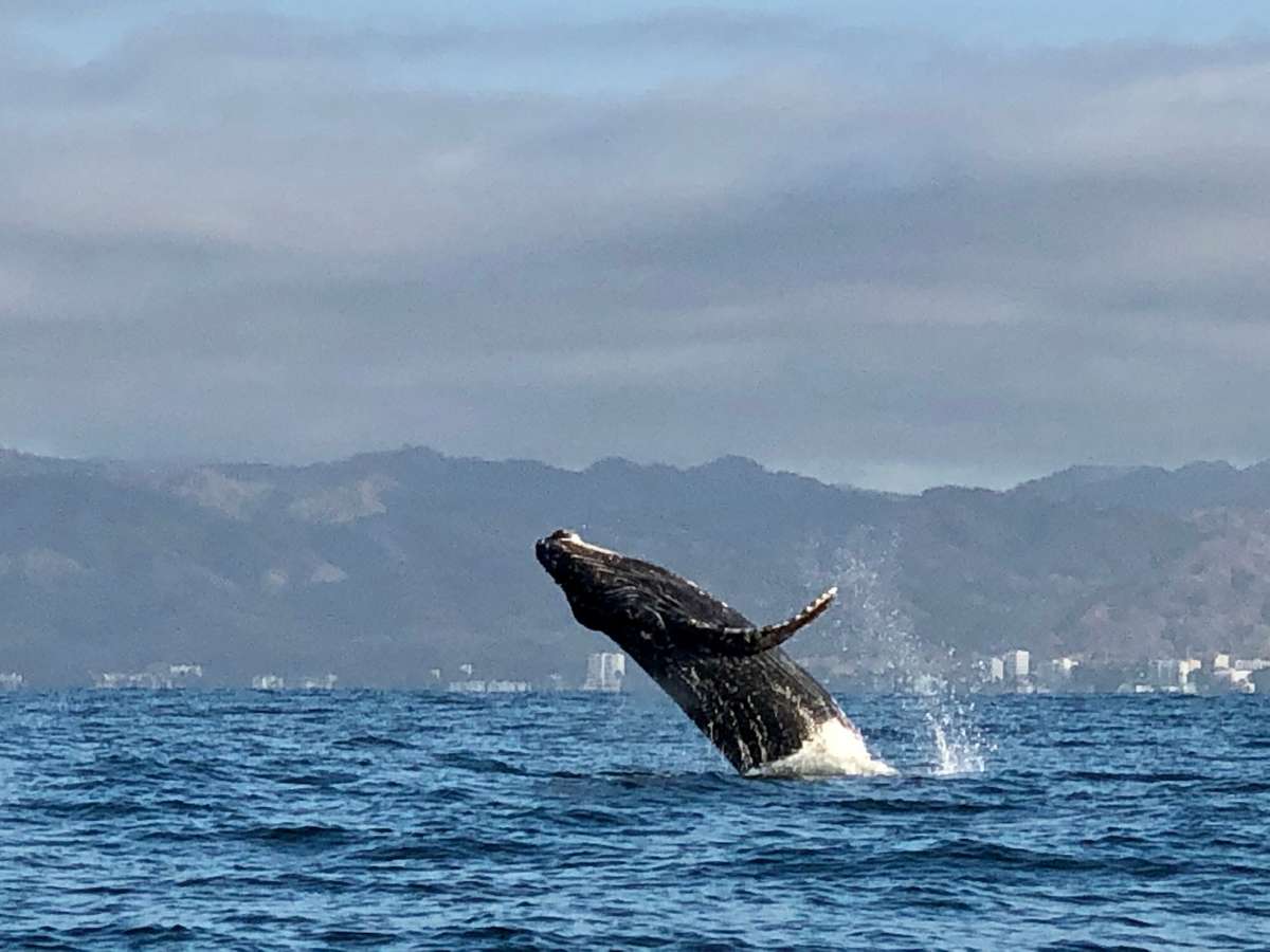 A humpback whale breaching the water in Puerto Vallarta Mexico