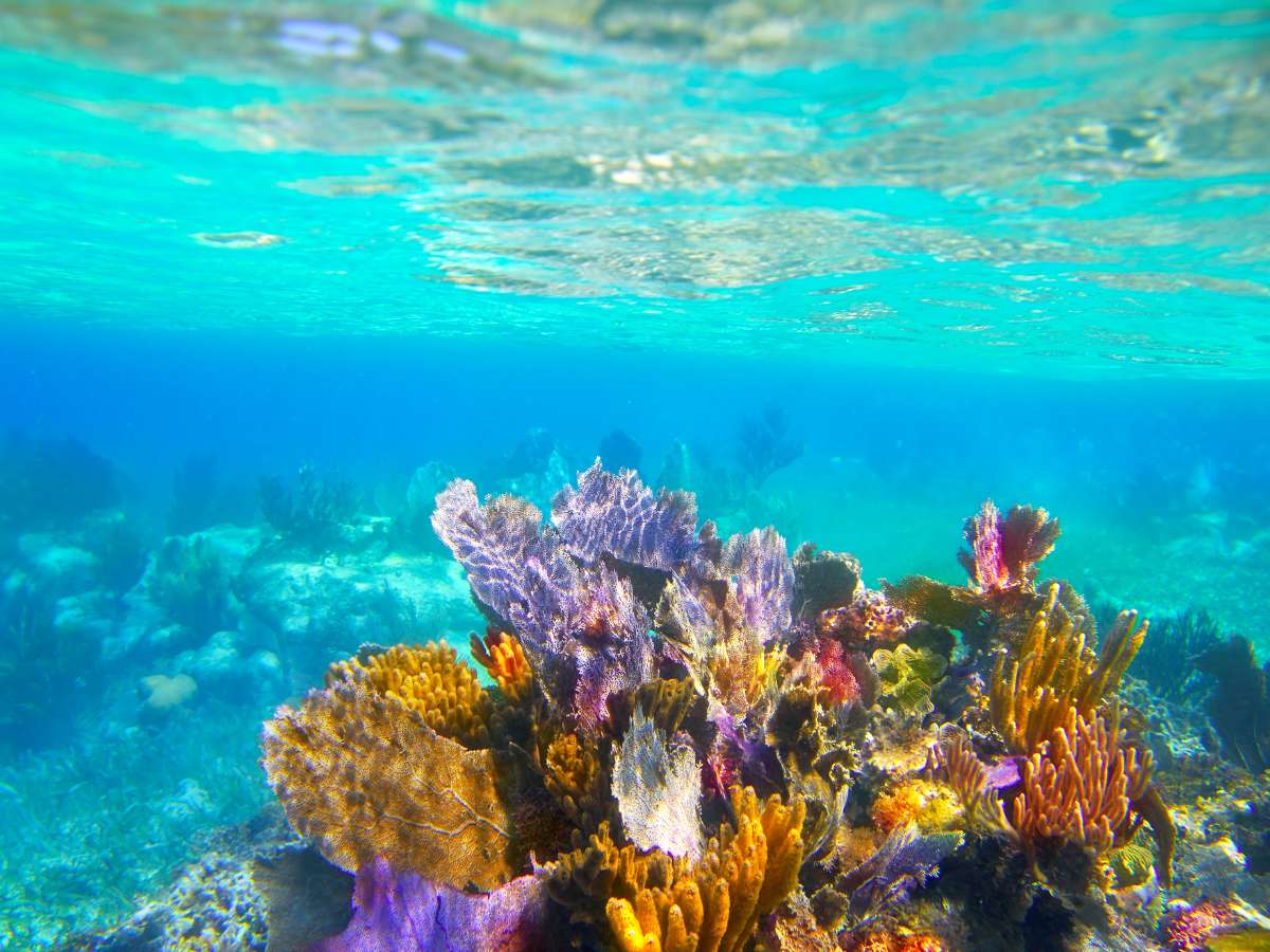 Colorful coral reef under the water in Cozumel Mexico