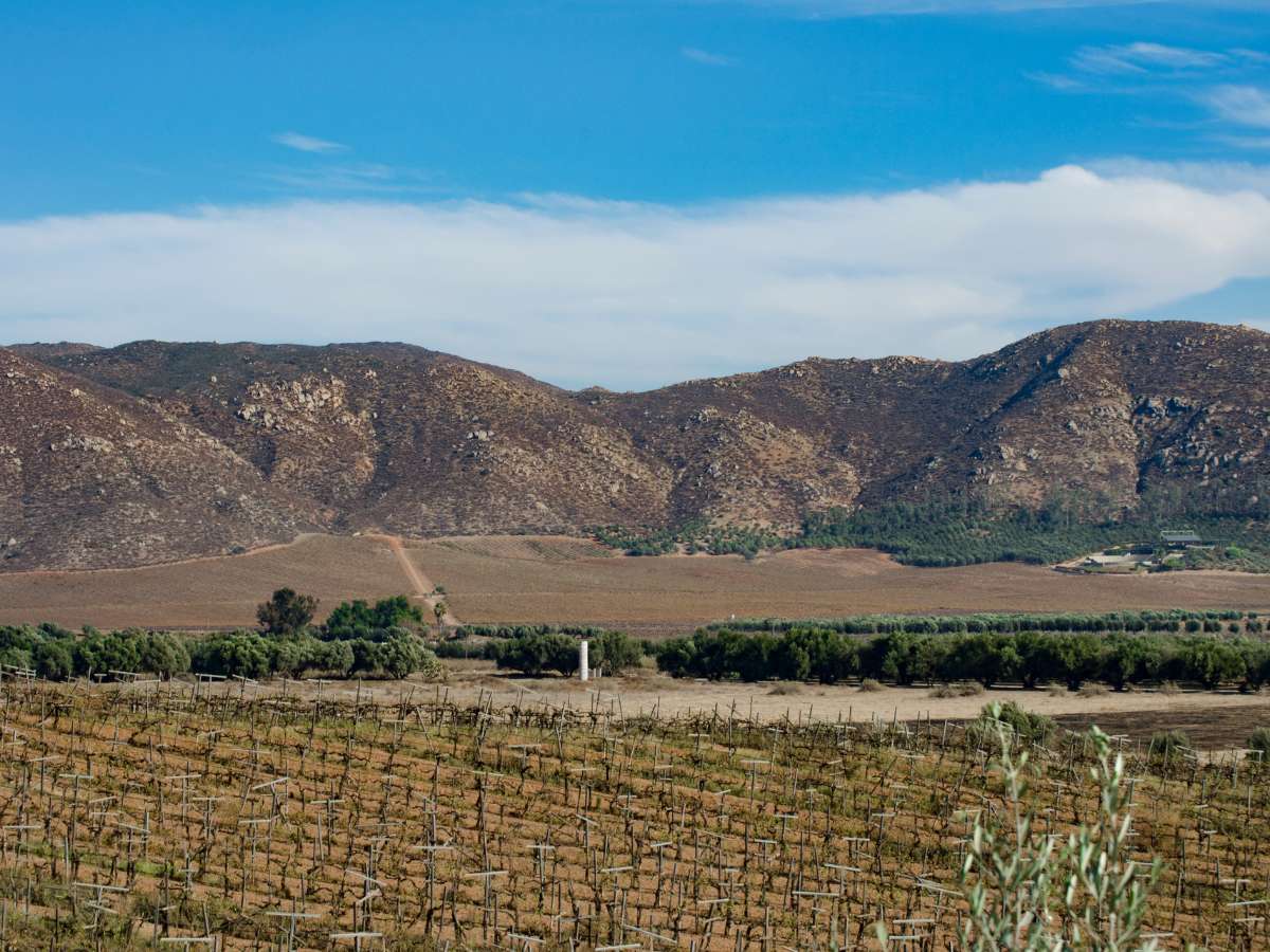 A vineyard in Valle de Guadalupe Mexico with mountains in the background