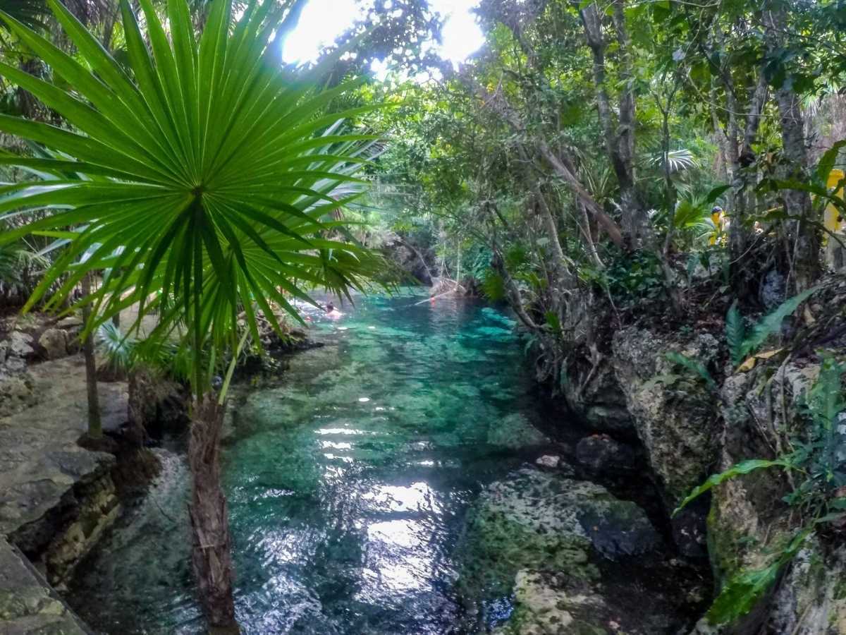 Cenote Escondido with lush greenery in the Mayan jungle