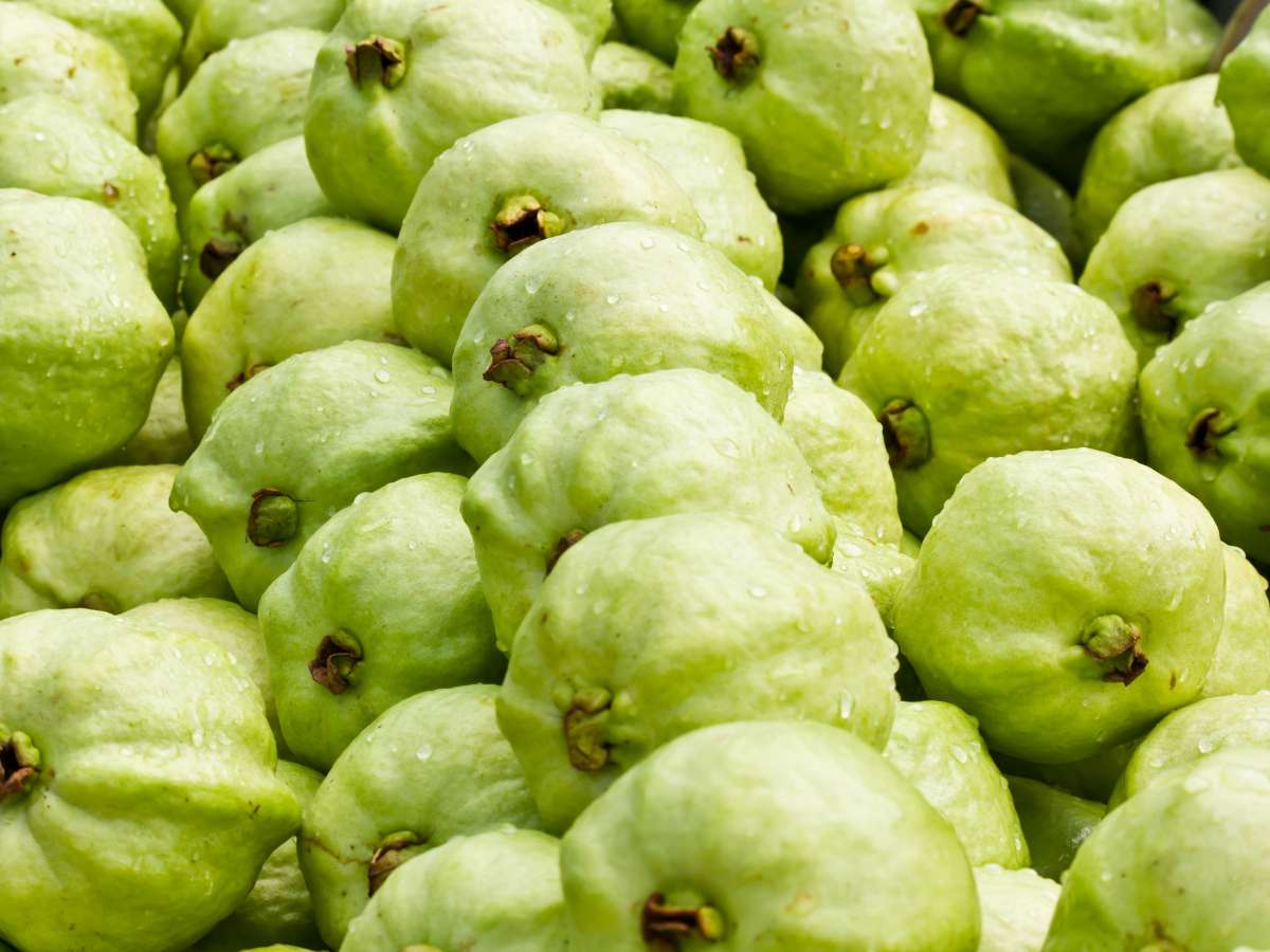 A pile of fresh green guavas fruit